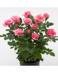 Rosier Kordana Rose