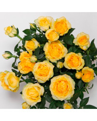 Rosier Kordana Jaune