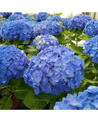 Hydrangea Macrophylla (5 8 Fleurs) Bleu