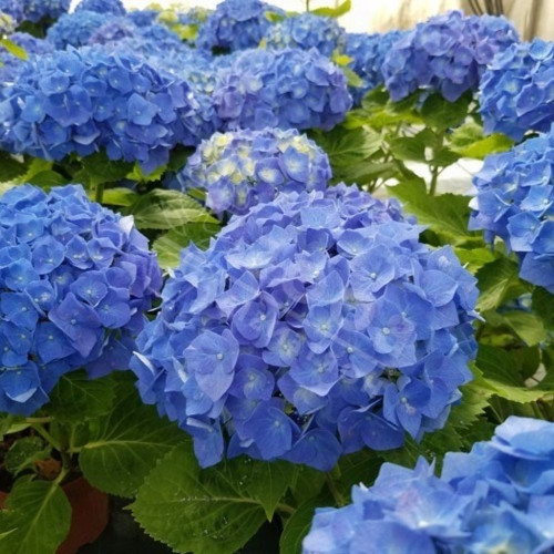 Hydrangea Macrophylla (5 8 Fleurs) Bleu