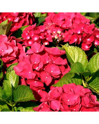 Hydrangea Macrophylla (5 8 Fleurs) Macrophylla (5 8 Fleurs) Rouge