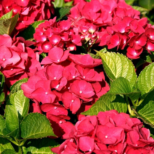 Hydrangea Macrophylla (5 8 Fleurs) Macrophylla (5 8 Fleurs) Rouge