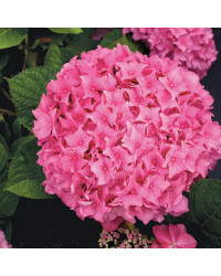 Hydrangea Macrophylla (5 8 Fleurs) Macrophylla (5 8 Fleurs) Rose