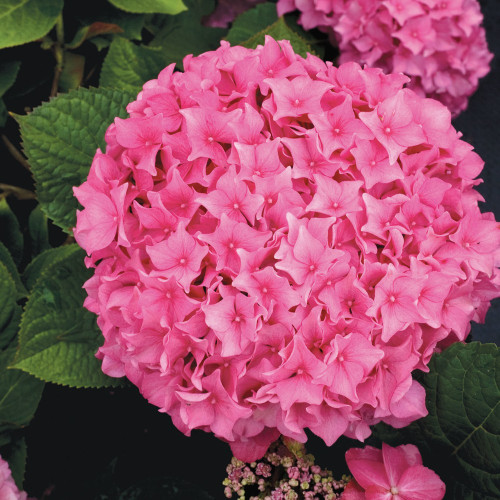 Hydrangea Macrophylla (5 8 Fleurs) Macrophylla (5 8 Fleurs) Rose