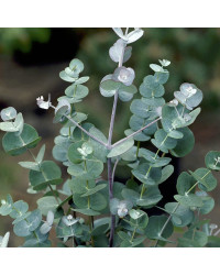 Euncalyptus Gunni Ice Bleu