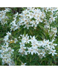 Choisya Aztec Pearl Blanc