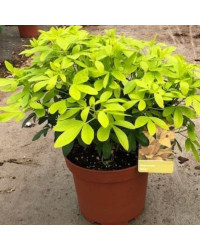 Choisya Ternata Brica Sundance Blanc