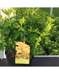 Choisya Ternata Brica Sundance Blanc