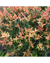 Hypericum Millepertuis Radiance Jaune