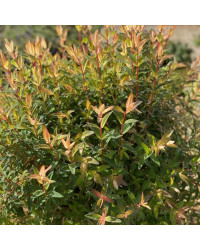 Hypericum Millepertuis Radiance Jaune