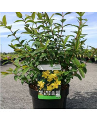 Hypericum Millepertuis Hidcote Jaune