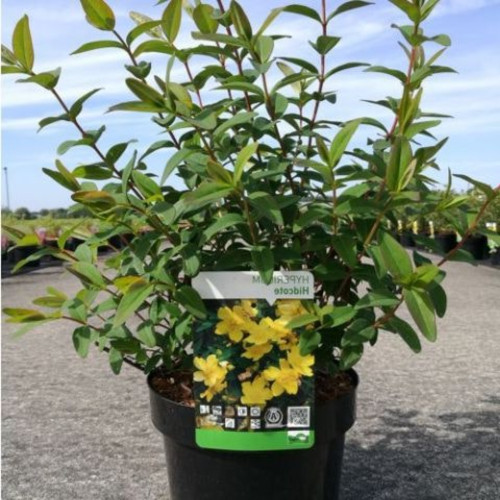Hypericum Millepertuis Hidcote Jaune