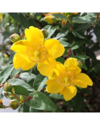 Hypericum Millepertuis Hidcote Jaune