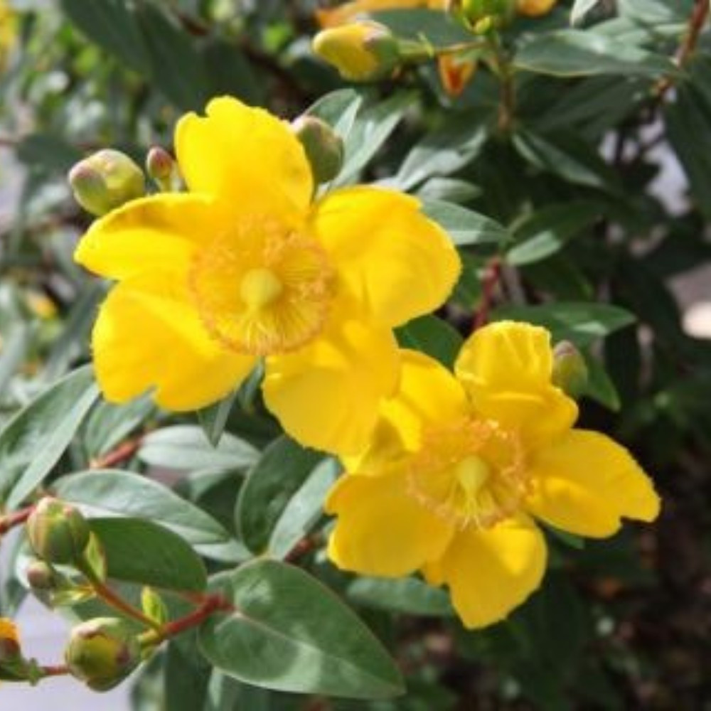 Hypericum Millepertuis Hidcote Jaune