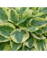 Hosta Snow Cap