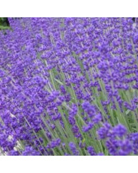 Lavande Hidcote Blue Bleu