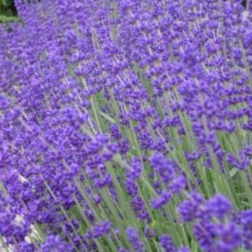 Lavande Hidcote Blue Bleu