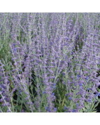 Perovskia Little Spire Mauve