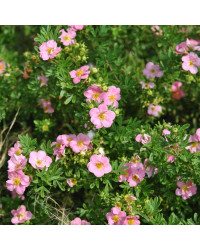 Potentille Princess Rose