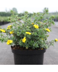 Potentille Sommerflor Jaune