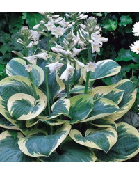 Hosta Snow Cap
