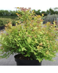 Spiraea Jap Firelight Rose Feuillage Jaune