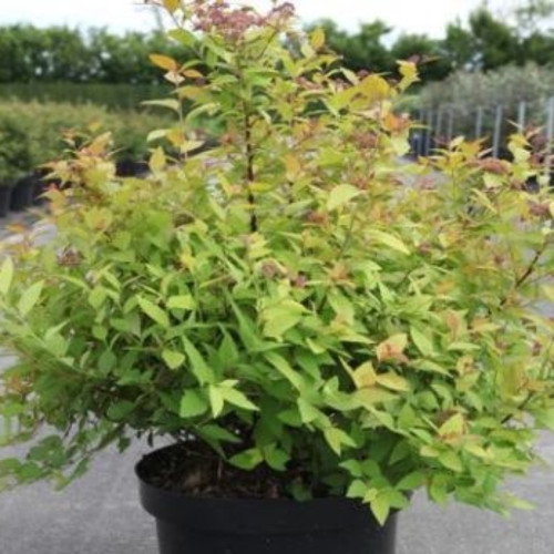 Spiraea Jap Firelight Rose Feuillage Jaune