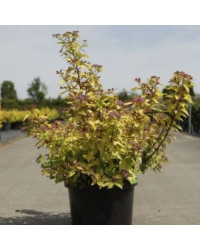 Spiraea Jap Firelight Rose Feuillage Jaune