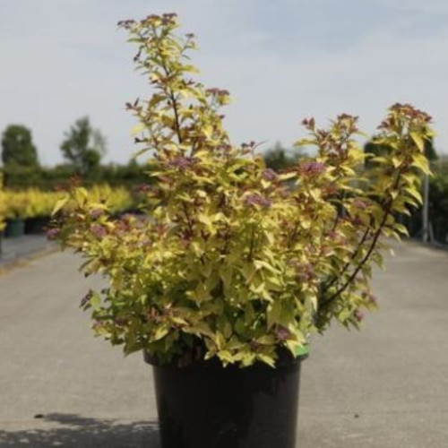 Spiraea Jap Firelight Rose Feuillage Jaune
