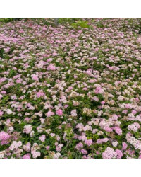 Spiraea Jap Little Princess Rose