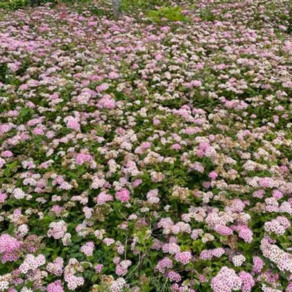 Spiraea Jap Little Princess Rose