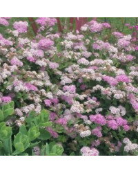 Spiraea Jap Little Princess Rose