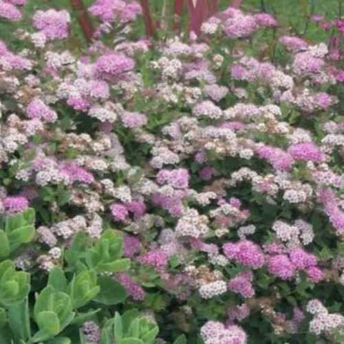 Spiraea Jap Little Princess Rose