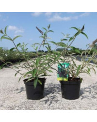 Buddleja Dav Black Knight Mauve