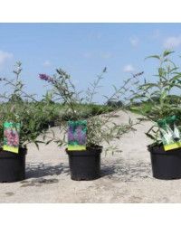 Buddleja Dav Nanho Bleu