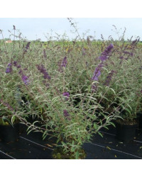 Buddleja Dav Nanho Bleu