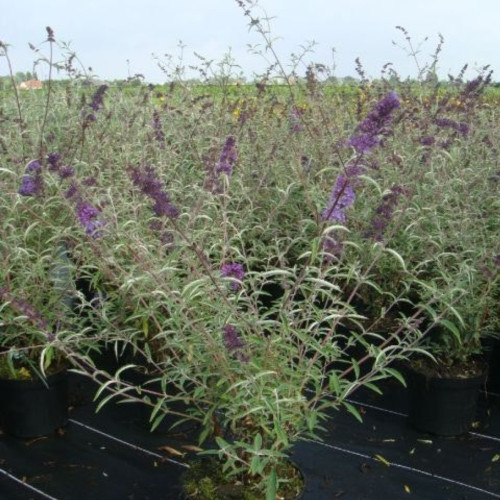 Buddleja Dav Nanho Bleu