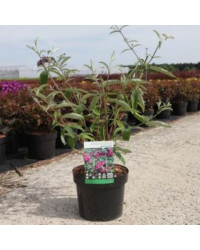 Buddleja Dav Royal Rouge