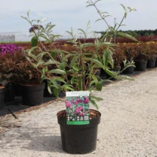 Buddleja Dav Royal Rouge