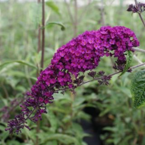 Buddleja Dav Royal Rouge