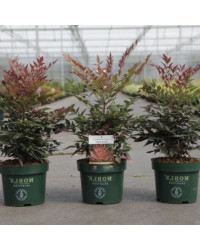 Nandina Domestica Obsessed Noble Collection Feuillage Rouge
