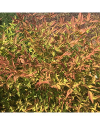 Nandina Domestica Obsessed Noble Collection Feuillage Rouge