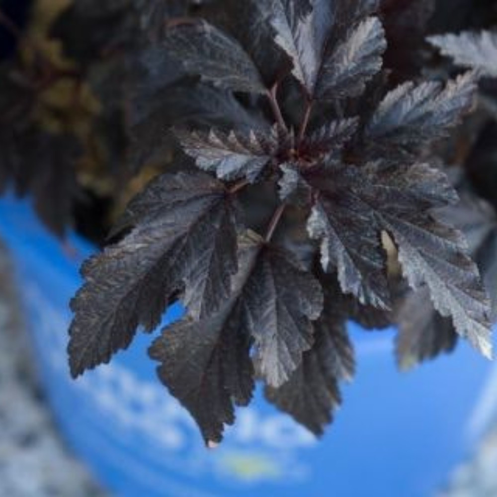 Physocarpus Opifolius Panther Noble Collection Feuillage Noir