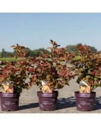 Physocarpus Opifolius Amber Jubilee First Editions Feuillage Pourpre