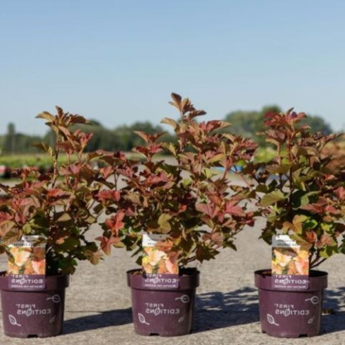 Physocarpus Opifolius Amber Jubilee First Editions Feuillage Pourpre