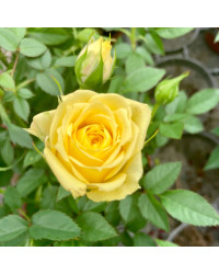 Rosier Kordana Jaune