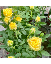 Rosier Kordana Jaune