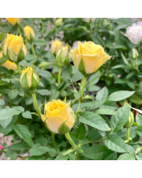 Rosier Kordana Jaune