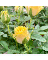 Rosier Kordana Jaune