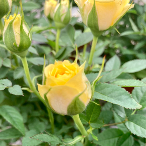 Rosier Kordana Jaune